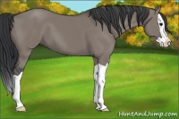 Horse Color:Grullo Splash 