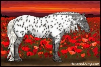 Horse Color:Liver Chestnut Appaloosa 