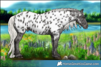 Horse Color:Liver Chestnut Mushroom Appaloosa