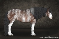 Horse Color:White Spotted Bay Rabicano