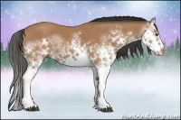 Horse Color:White Spotted Bay Splash Rabicano