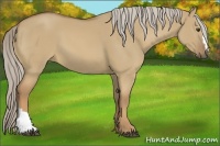 Horse Color:Palomino Dun