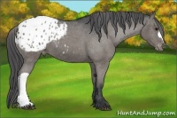 Horse Color:Black Appaloosa 