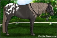 Horse Color:Liver Chestnut Sabino Appaloosa 