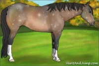 Horse Color:Buckskin Roan 
