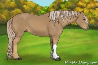 Horse Color:Palomino 