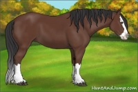 Horse Color:Bay Splash
