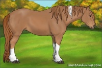 Horse Color:Chestnut Tobiano 