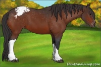 Horse Color:Bay Appaloosa 