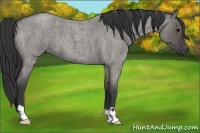 Horse Color:Grullo Roan