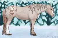 Horse Color:Chestnut Appaloosa