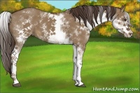 Horse Color:White Spotted Liver Red Dun 