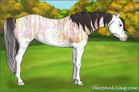 Horse Color:Bay Ice Splash