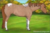 Horse Color:Red Roan Tobiano 