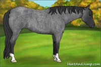 Horse Color:Blue Roan 