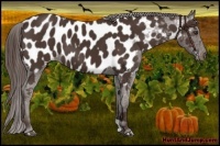 Horse Color:Liver Chestnut Near Leopard
