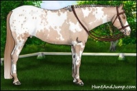 Horse Color:White Spotted Bay Pearl Appaloosa 