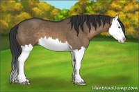 Horse Color:Brown Dun Splash