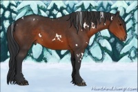 Horse Color:White Spotted Brown 