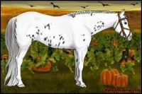 Horse Color:Black Tobiano Near Leopard 