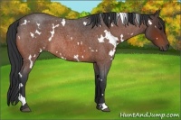 Horse Color:White Spotted Bay Roan Rabicano