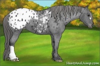 Horse Color:Black Appaloosa 