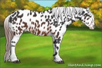 Horse Color:Brown Appaloosa 