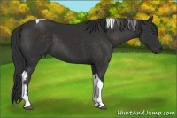Horse Color:Liver Chestnut Tobiano 