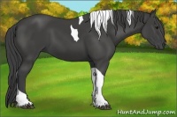 Horse Color:Smoky Black Tobiano