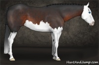 Horse Color:Brown Splash 