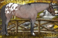 Horse Color:Bay Roan Appaloosa 