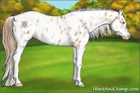 Horse Color:Gold Champagne Near Leopard  and Gold Champagne Frame Near Leopard 
