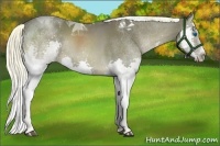 Horse Color:Liver Chestnut Splash Tobiano Rabicano