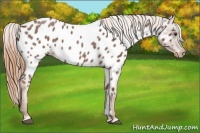 Horse Color:Red Roan Appaloosa 
