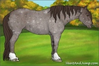 Horse Color:Liver Red Roan 