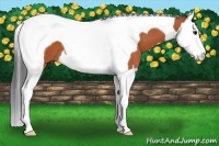 Horse Color:Bay Splash Tobiano