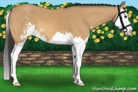 Horse Color:Buckskin Sabino Splash 