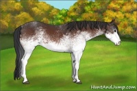 Horse Color:White Spotted Bay Sabino