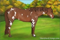 Horse Color:White Spotted Chestnut 