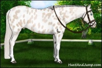 Horse Color:Palomino Pearl Appaloosa 
