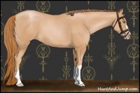 Horse Color:Gold Champagne 