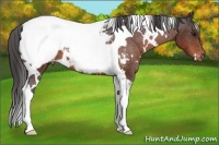 Horse Color:White Spotted Brown Tobiano Snowcap 