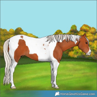 Horse Color:Silver Bay Tobiano 