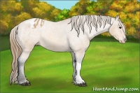 Horse Color:Buckskin Varnish 
