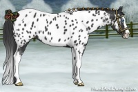 Horse Color:Black Splash Tobiano Near Leopard 