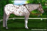 Horse Color:Blue Roan Appaloosa  and Bay Roan Appaloosa 