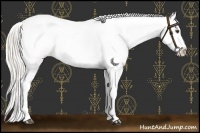 Horse Color:Silver Buckskin Roan Splash Appaloosa