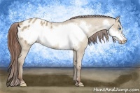 Horse Color:Classic Champagne Dun Frame Appaloosa Rabicano