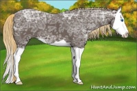 Horse Color:Liver Chestnut Ice Splash 