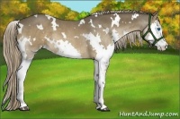 Horse Color:White Spotted Liver Chestnut Splash 